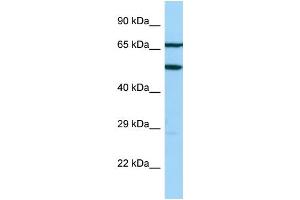 Image no. 1 for anti-ArfGAP with FG Repeats 2 (AGFG2) (N-Term) antibody (ABIN2790904)