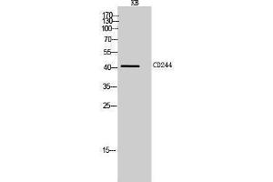 Image no. 1 for anti-Natural Killer Cell Receptor 2B4 (CD244) (Internal Region) antibody (ABIN3188025)
