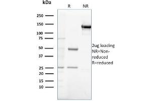 Image no. 1 for anti-Gastrin (GAST) antibody (ABIN6939465)