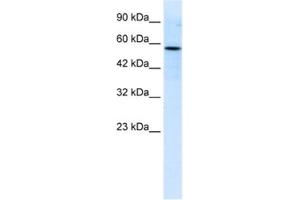 Image no. 1 for anti-RUN and FYVE Domain Containing 3 (RUFY3) antibody (ABIN2460919)