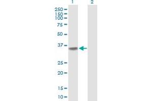 Western Blot analysis of POLR3F expression in transfected 293T cell line by POLR3F MaxPab polyclonal antibody.