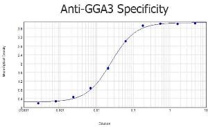 ELISA results of purified Rabbit anti-GGA3 Antibody tested against BSA-conjugated peptide of immunizing peptide.