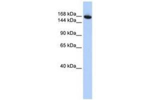 Image no. 1 for anti-WD Repeat Domain 66 (WDR66) (AA 180-229) antibody (ABIN6741166)