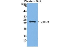 Image no. 1 for anti-Contactin Associated Protein-Like 4 (CNTNAP4) (AA 706-886) antibody (ABIN2119824)