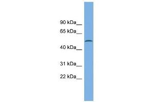 Image no. 1 for anti-Calcium/calmodulin-Dependent Protein Kinase IG (CAMK1G) (N-Term) antibody (ABIN632661)
