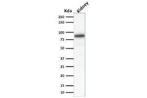 Image no. 1 for anti-Calnexin (CANX) (AA 1-300), (N-Term) antibody (ABIN6940952)