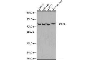 IKKi/IKKe antibody