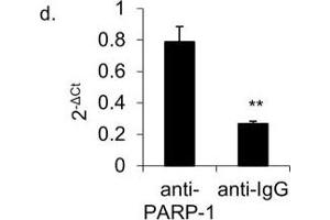 Image no. 11 for anti-Poly (ADP-Ribose) Polymerase 1 (PARP1) (Center) antibody (ABIN2854798)