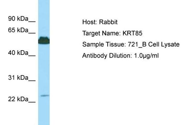anti-Keratin 85 (KRT85) (C-Term) antibody