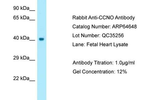 anti-Cyclin O (CCNO) (N-Term) antibody