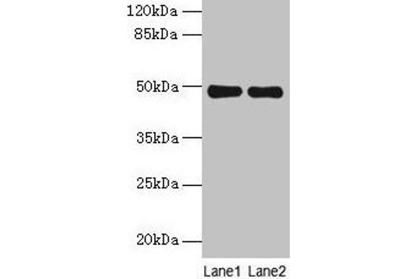 MRPS5 anticorps  (AA 161-430)