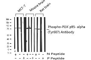 Image no. 11 for anti-Phosphoinositide 3 Kinase, p85 alpha (PI3K p85a) (pTyr607) antibody (ABIN6256775)
