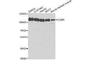 Image no. 1 for anti-Cartilage Oligomeric Matrix Protein (COMP) antibody (ABIN6138864)