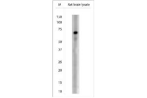 Image no. 14 for anti-Solute Carrier Family 18 (Vesicular Acetylcholine), Member 3 (SLC18A3) (AA 450-505) antibody (ABIN351375)