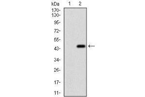 Image no. 5 for anti-Eukaryotic Translation Initiation Factor 2A, 65kDa (EIF2A) (AA 448-576) antibody (ABIN1724933)