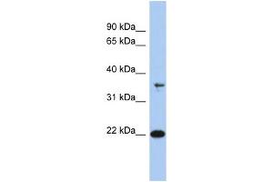 Image no. 2 for anti-Fas Apoptotic Inhibitory Molecule (FAIM) (N-Term) antibody (ABIN2786591)