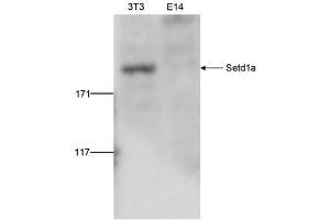 Image no. 2 for anti-SET Domain Containing 1A (SETD1A) (Internal Region), (N-Term) antibody (ABIN6657812)