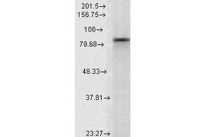 Image no. 2 for anti-Heat Shock Protein 90kDa alpha (Cytosolic), Class A Member 2 (HSP90AA2) (AA 604-731) antibody (Biotin) (ABIN2481335)