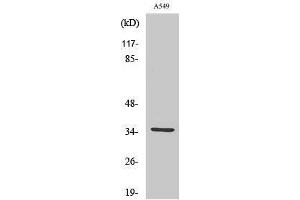 Image no. 1 for anti-Carbonic Anhydrase VA (CA5A) (Internal Region) antibody (ABIN3183596)