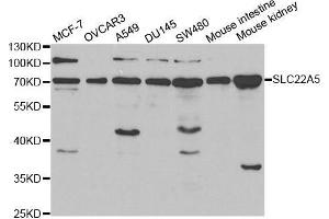 Image no. 1 for anti-Solute Carrier Family 22 Member 5 (SLC22A5) antibody (ABIN3022379)