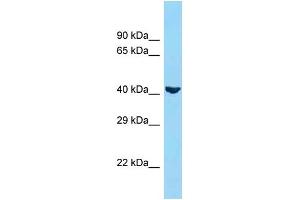 Image no. 1 for anti-Adiponectin Receptor 1 (ADIPOR1) (N-Term) antibody (ABIN2789456)