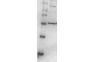 Image no. 1 for anti-Proteasome (Prosome, Macropain) 26S Subunit, Non-ATPase, 13 (PSMD13) (full length) antibody (ABIN2452116)