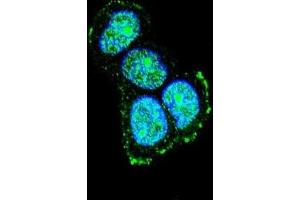 Image no. 3 for anti-Mitogen-Activated Protein Kinase 8 Interacting Protein 1 (MAPK8IP1) antibody (ABIN3004004)