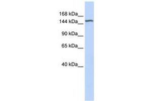 Image no. 1 for anti-Diacylglycerol Kinase, eta (DGKH) (AA 648-697) antibody (ABIN6743389)
