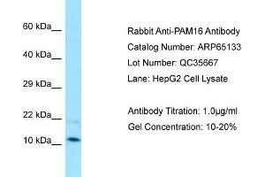 Image no. 1 for anti-Presequence Translocase-Associated Motor 16 Homolog (PAM16) (C-Term) antibody (ABIN2790052)