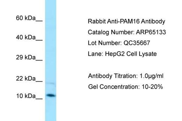 anti-Presequence Translocase-Associated Motor 16 Homolog (PAM16) (C-Term) antibody