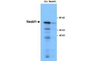 Image no. 1 for anti-Neural Precursor Cell Expressed, Developmentally Down-Regulated 1 (NEDD1) antibody (ABIN964675)