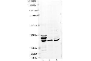 Image no. 2 for anti-Mercaptopyruvate Sulfurtransferase (MPST) (Middle Region) antibody (ABIN2783349)