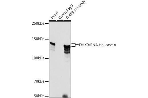 DHX9 Antibodies