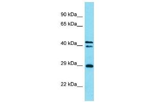 HELT antibody  (C-Term)
