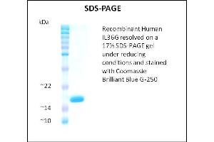 Image no. 1 for Interleukin 1 Family Member 9 (IL1F9) (Active) protein (ABIN5509520)