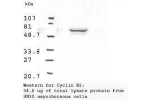 Image no. 1 for anti-Cyclin B1 (CCNB1) antibody (ABIN97948)