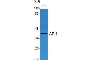 Image no. 2 for anti-Jun D Proto-Oncogene (JUND) (Ser1027) antibody (ABIN3183298)