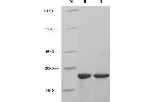 Sonic Hedgehog Protein (SHH) (AA 24-197, Cys24IleIle-Mutant)