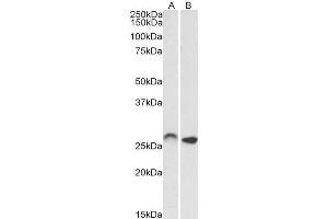 anti-Homeobox C6 (HOXC6) (Internal Region) antibody
