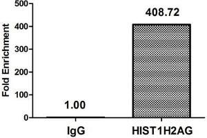 HIST1H2AG antibody  (acLys36)