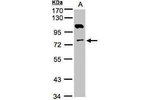 Image no. 1 for anti-Adenylate Kinase 7 (AK7) (Center) antibody (ABIN2855663)