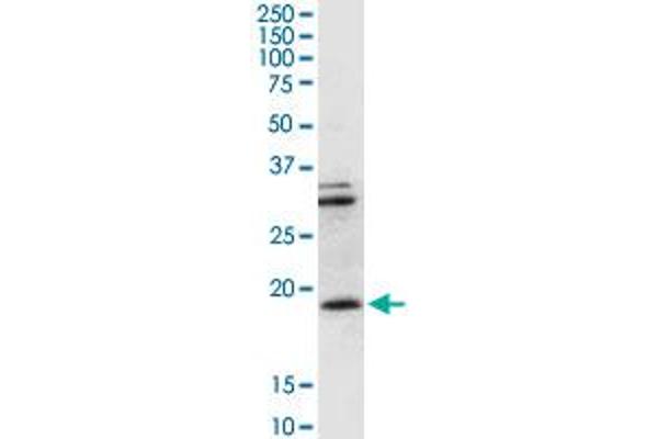 CD247 Antikörper  (AA 1-164)