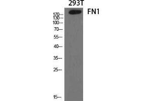 Image no. 2 for anti-Fibronectin 1 (FN1) (C-Term) antibody (ABIN3184644)