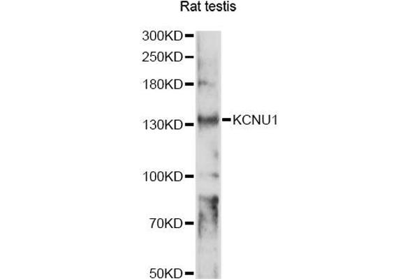 KCNU1 Antikörper