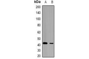 Image no. 3 for anti-LETM1 Domain Containing 1 (LETMD1) antibody (ABIN2966706)