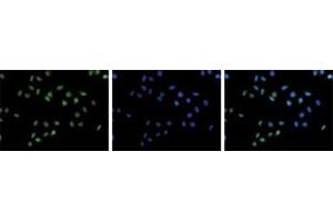 Image no. 2 for anti-Histone Cluster 1, H3a (HIST1H3A) (3meLys36) antibody (ABIN5773865)