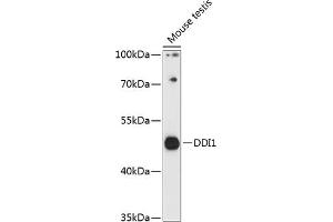 DDI1 Antikörper  (AA 97-396)