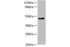 OSGEPL1 antibody  (AA 1-270)