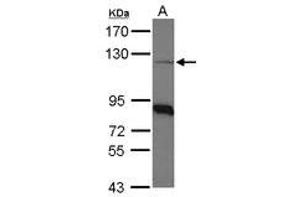 anti-Coatomer Protein Complex, Subunit beta 1 (COPB1) (AA 65-267) antibody
