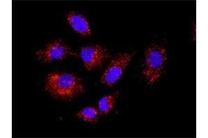 Proximity Ligation Assay (PLA) image for HNF4A & CTNNB1 Protein Protein Interaction Antibody Pair (ABIN1339895)